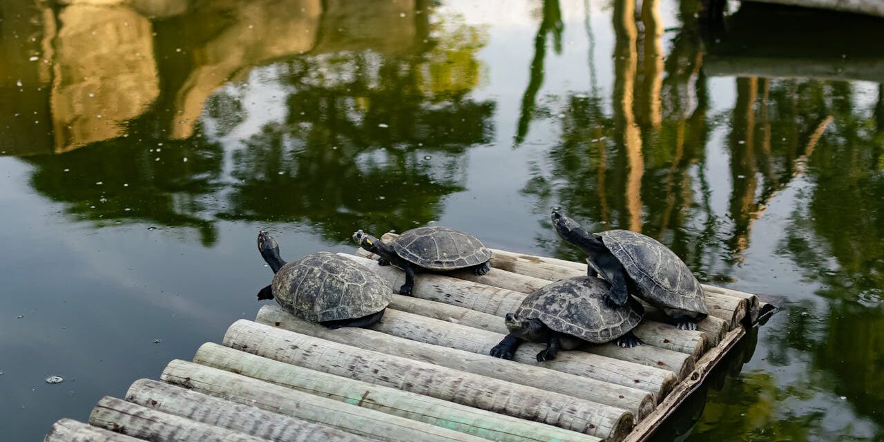 Sacramento Zoo at William Land Park