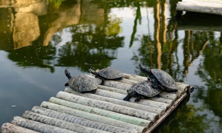 Sacramento Zoo at William Land Park