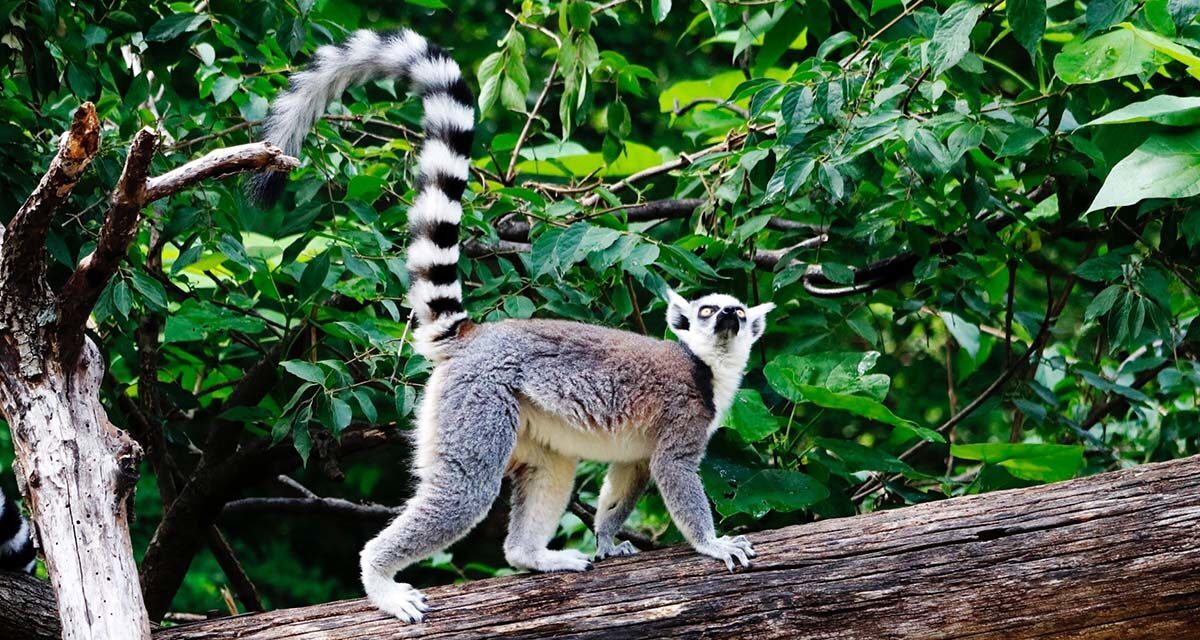 Cincinnati Zoo and Botanical Garden — The Second Oldest U.S. Zoo