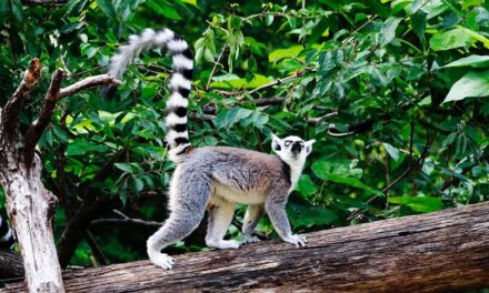 Cincinnati Zoo and Botanical Garden — The Second Oldest U.S. Zoo