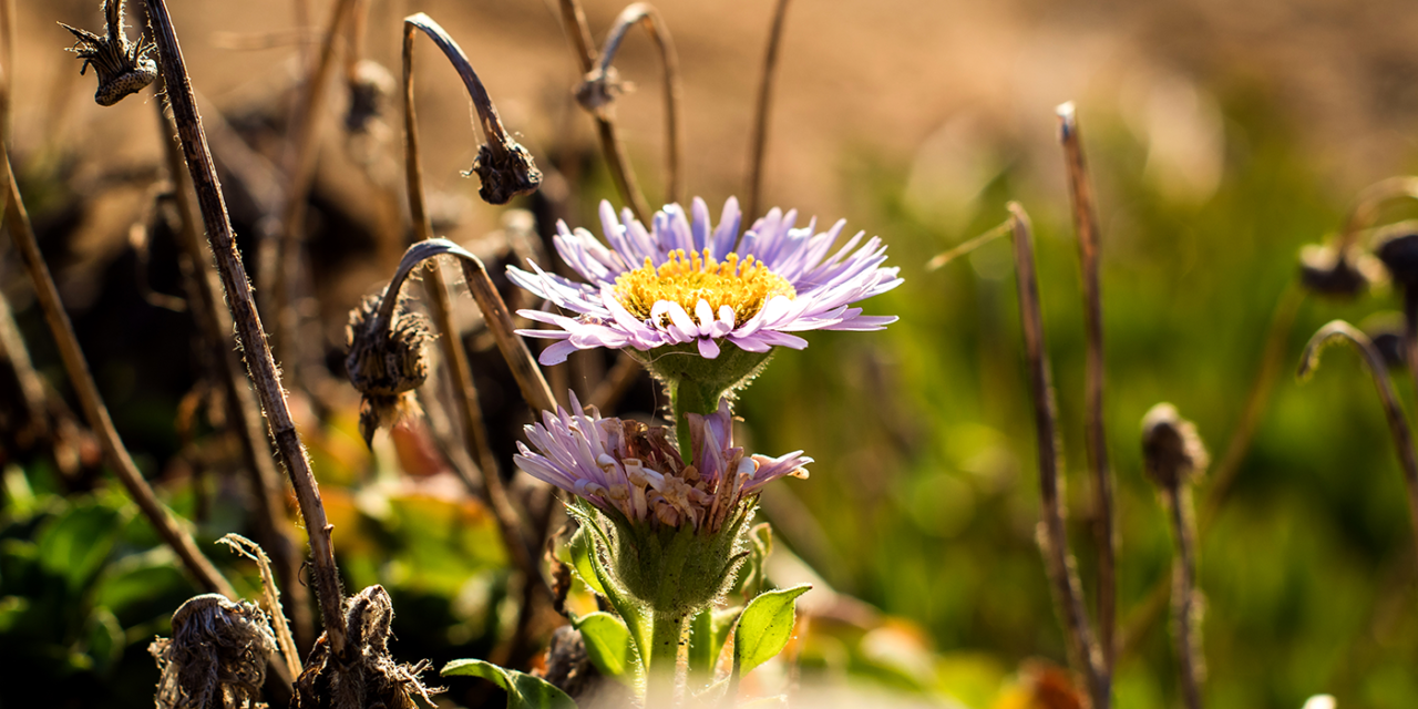 Monarch Grove Butterfly Sanctuary & Asilomar State Beach in Pacific Grove