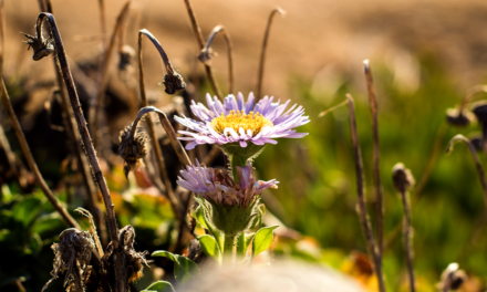 Monarch Grove Butterfly Sanctuary & Asilomar State Beach in Pacific Grove