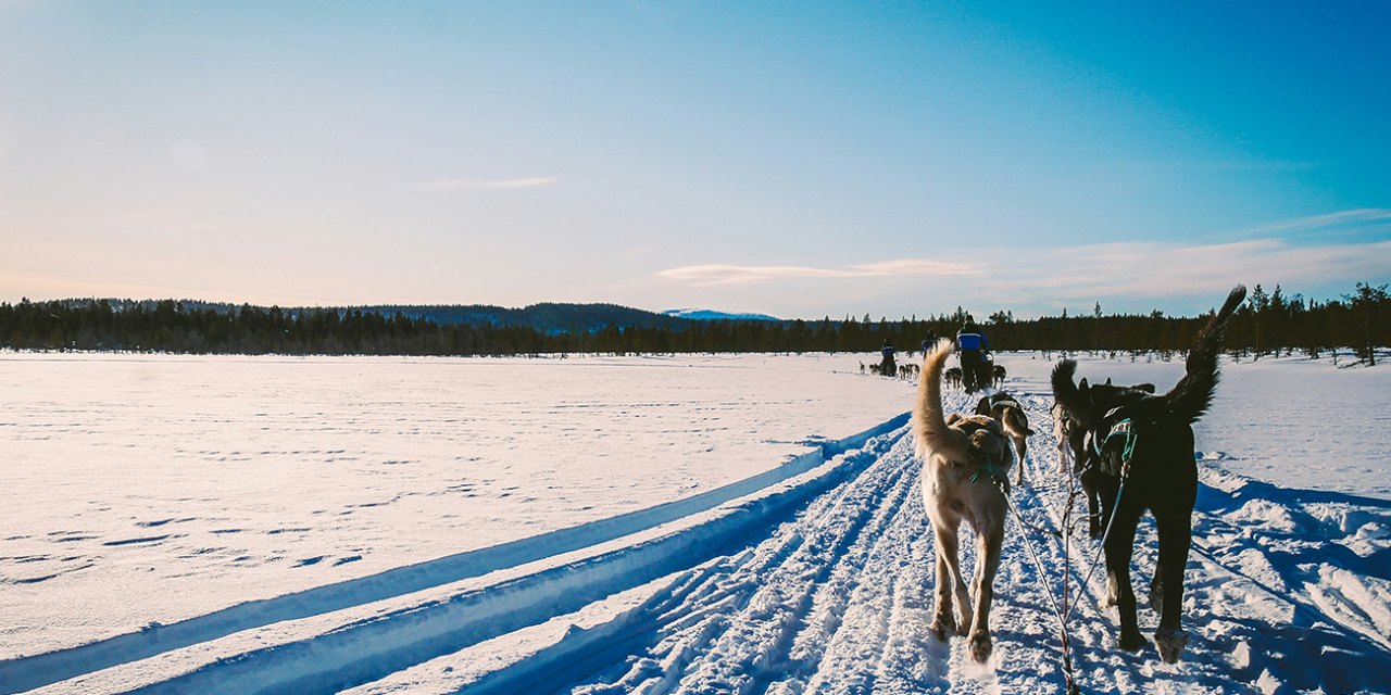 Beginners Mushing