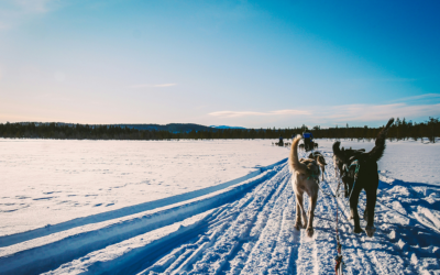 Beginners Mushing
