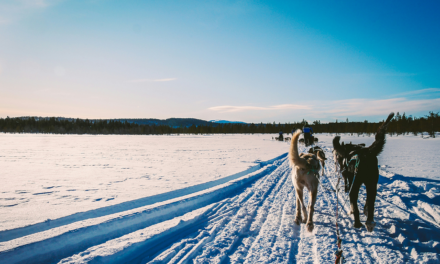 Beginners Mushing