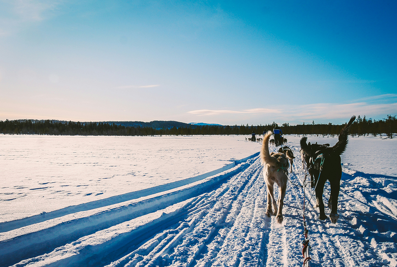 Beginners Mushing