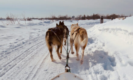 How To Pick A Dog Sled