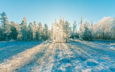 Dog Sledding Interview with Ed & Tasha Stielstra