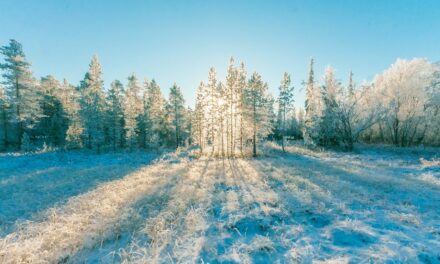 Dog Sledding Interview with Ed & Tasha Stielstra