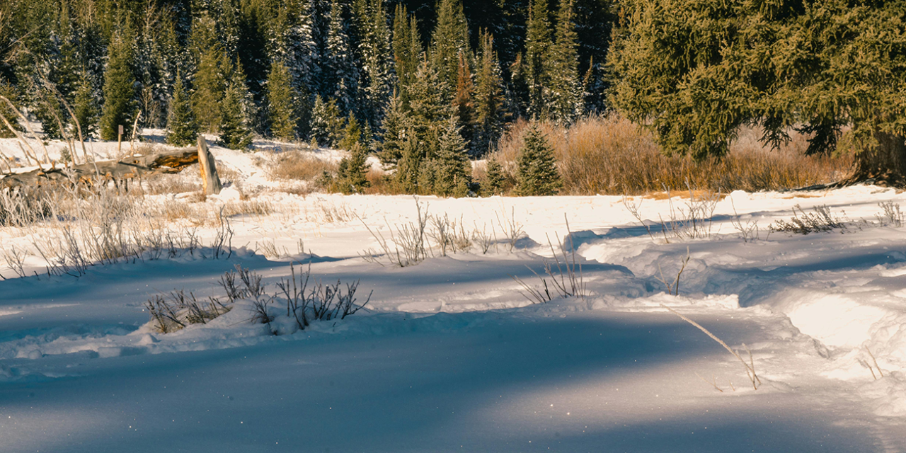 Dog Sledding Interview with Katherine Manderfield