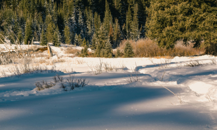 Dog Sledding Interview with Katherine Manderfield