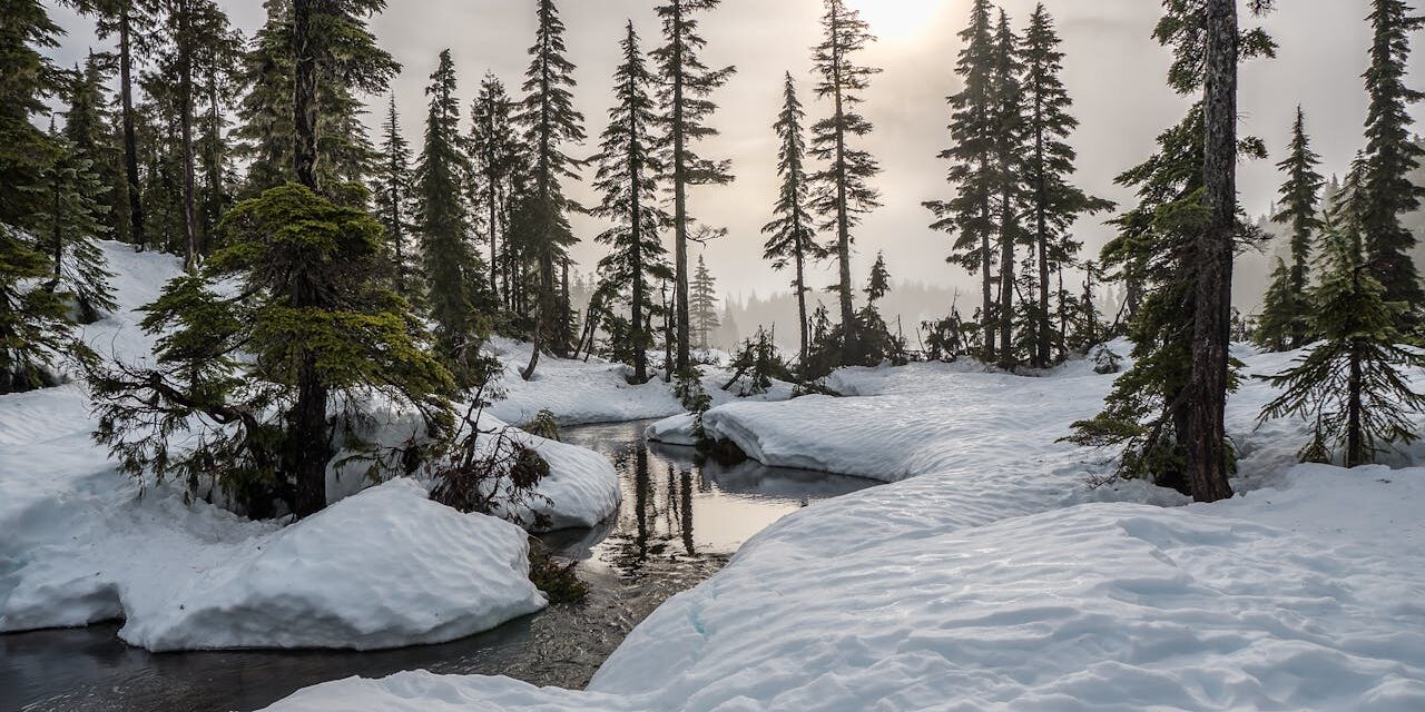 Dog Sledding Interview with Laurie Niedermayer