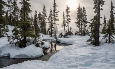 Dog Sledding Interview with Laurie Niedermayer