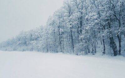 Dog Sledding Interview with Luis Salgueiro
