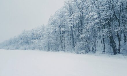 Dog Sledding Interview with Luis Salgueiro