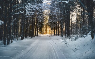 Dog Sledding Interview with Martin Buser
