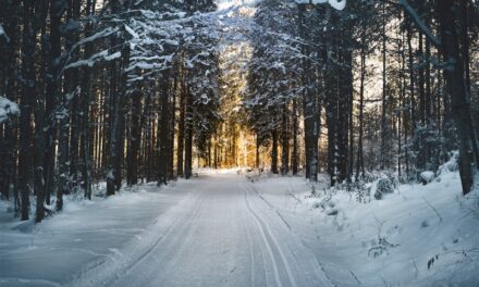 Dog Sledding Interview with Martin Buser