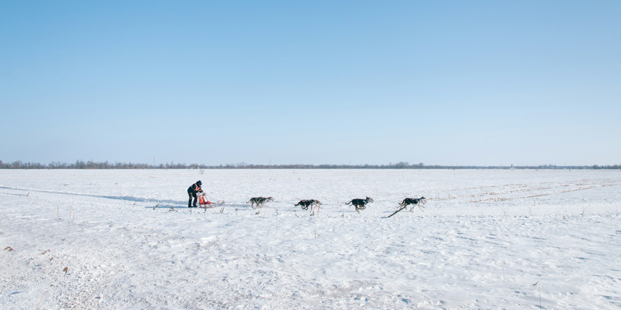 Dog Sledding Q&A