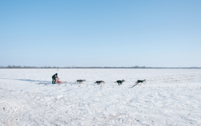 Dog Sledding Q&A