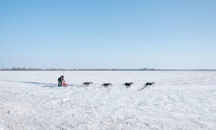 Dog Sledding Q&A