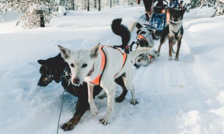 Dog Sledding Interview with Laurie Niedermayer