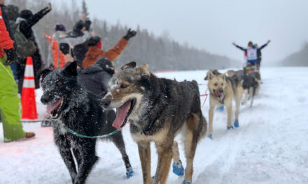 Getting Dogs for Dog Sledding