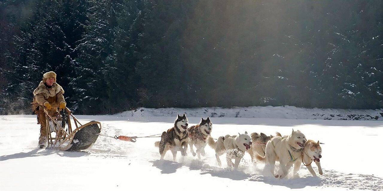 How To Pick A Dog Sled