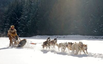 How To Pick A Dog Sled