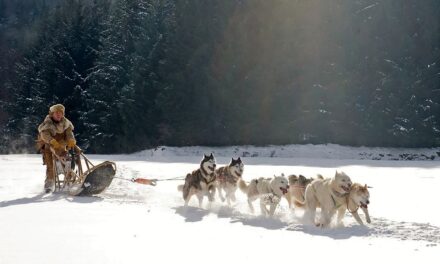 How To Pick A Dog Sled