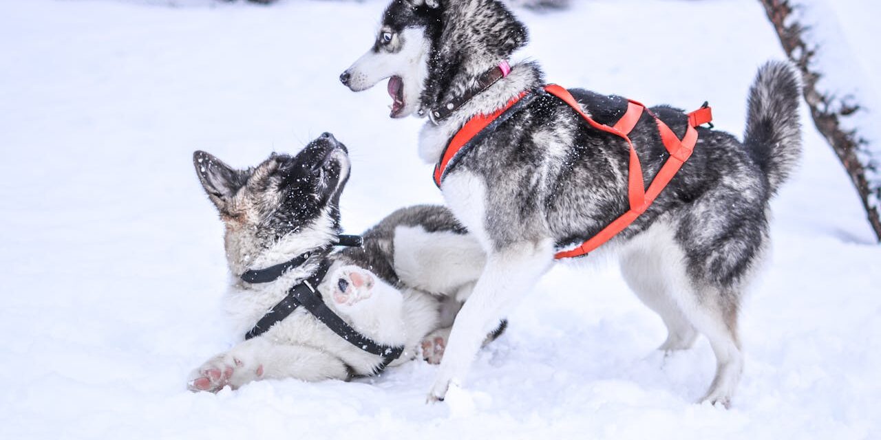 How to Train a Sled Dog