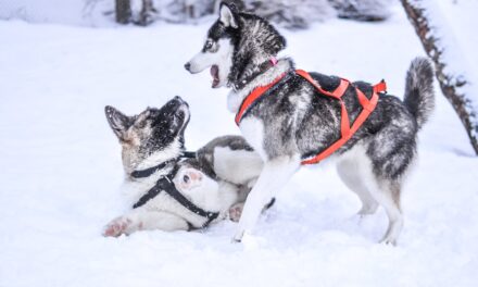 How to Train a Sled Dog