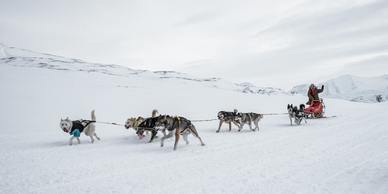 Introduction to Dog Sledding