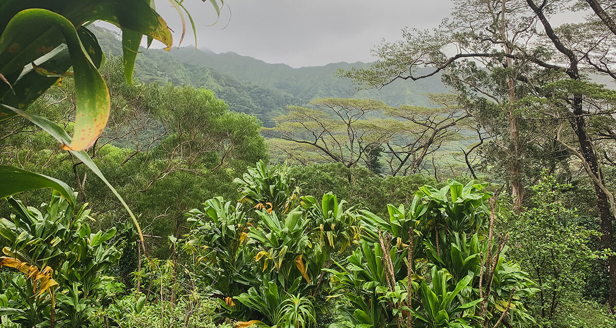 Visiting the Lyon Arboretum & Moanaloa Gardens on Oahu