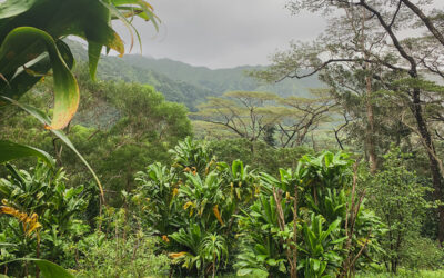 Visiting the Lyon Arboretum & Moanaloa Gardens on Oahu