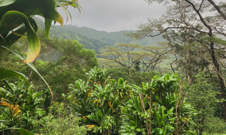 Visiting the Lyon Arboretum & Moanaloa Gardens on Oahu