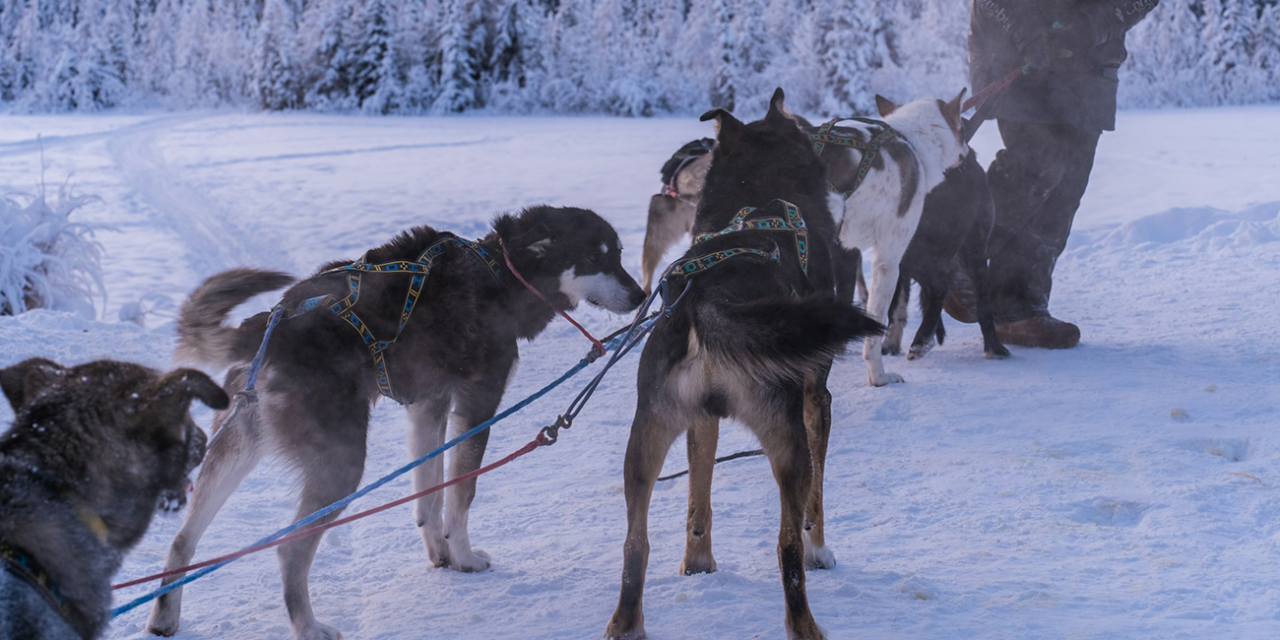 Mushing Home: From Homeschooling to Dog Sledding