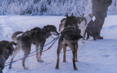 Mushing Home: From Homeschooling to Dog Sledding