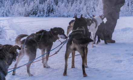 Mushing Home: From Homeschooling to Dog Sledding