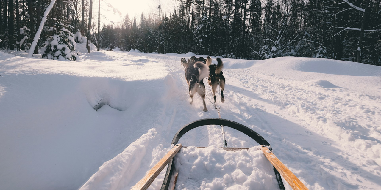 Sled Dog Names