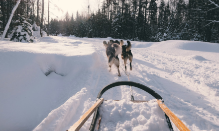 Sled Dog Names