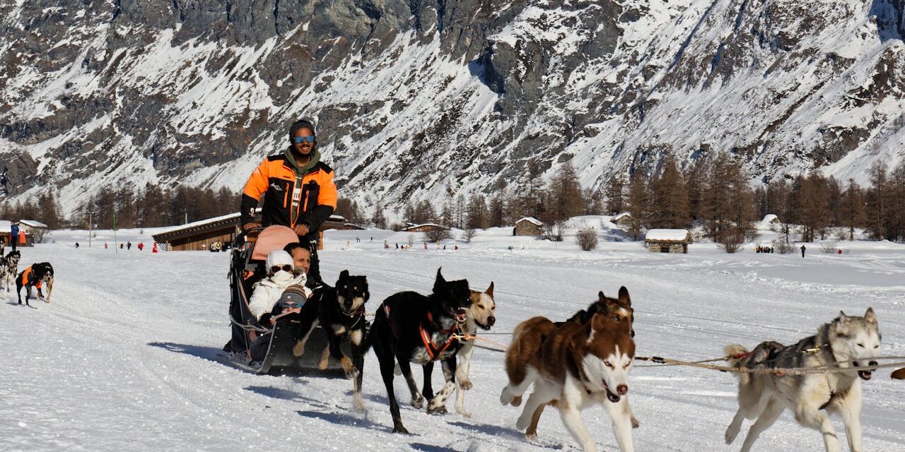 Sled Dog Tips for Mushers