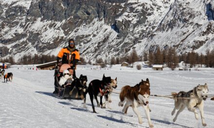 Sled Dog Tips for Mushers