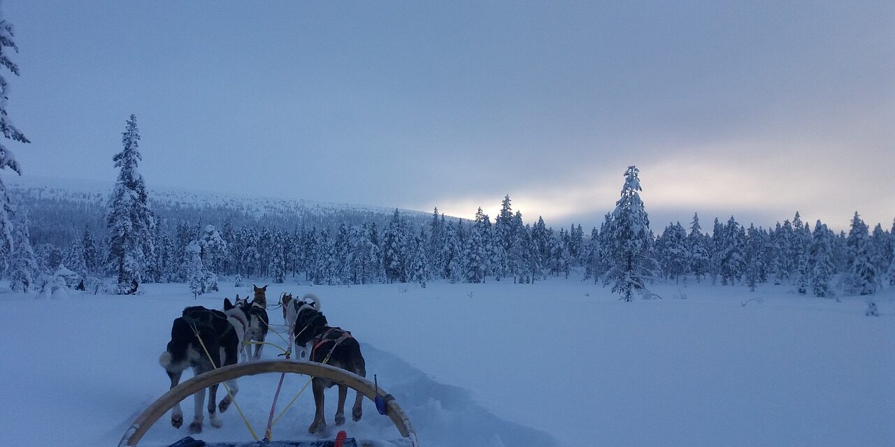 Getting Dogs for Dog Sledding