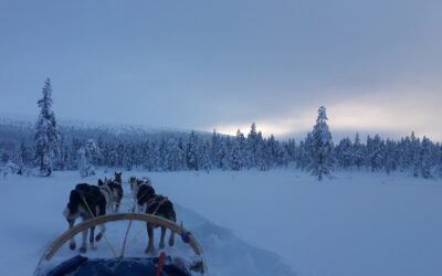 Getting Dogs for Dog Sledding