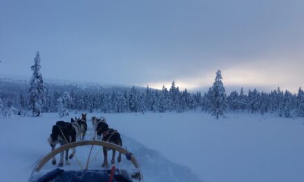 Getting Dogs for Dog Sledding