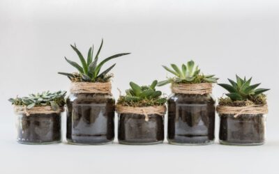 4 Reasons To Have Houseplants Indoors in Your Home or Office