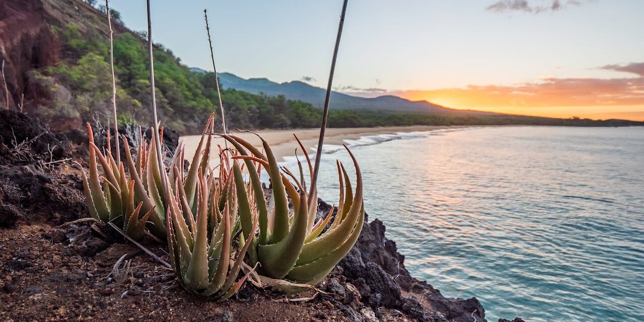 5 Exotic Flowers Found on Maui