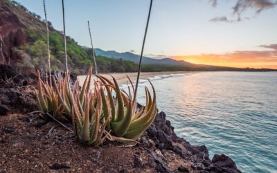 5 Exotic Flowers Found on Maui