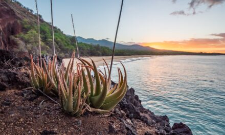 5 Exotic Flowers Found on Maui