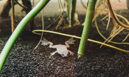 How To Care for an African Dwarf Frog: Care Sheet & Questions Answered